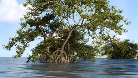 Mangrove Trees, Roots and Bushes for Iray