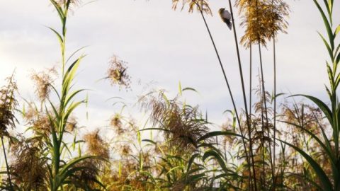 Reed Plants for Daz Studio and Iray