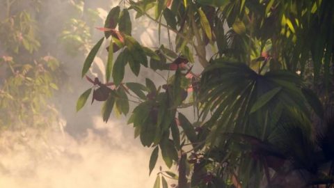Tropical and Sub Tropical Foliage – Trees and Shrubs