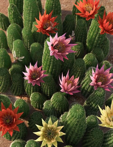 Peanut Cactus – Flowering Cacti